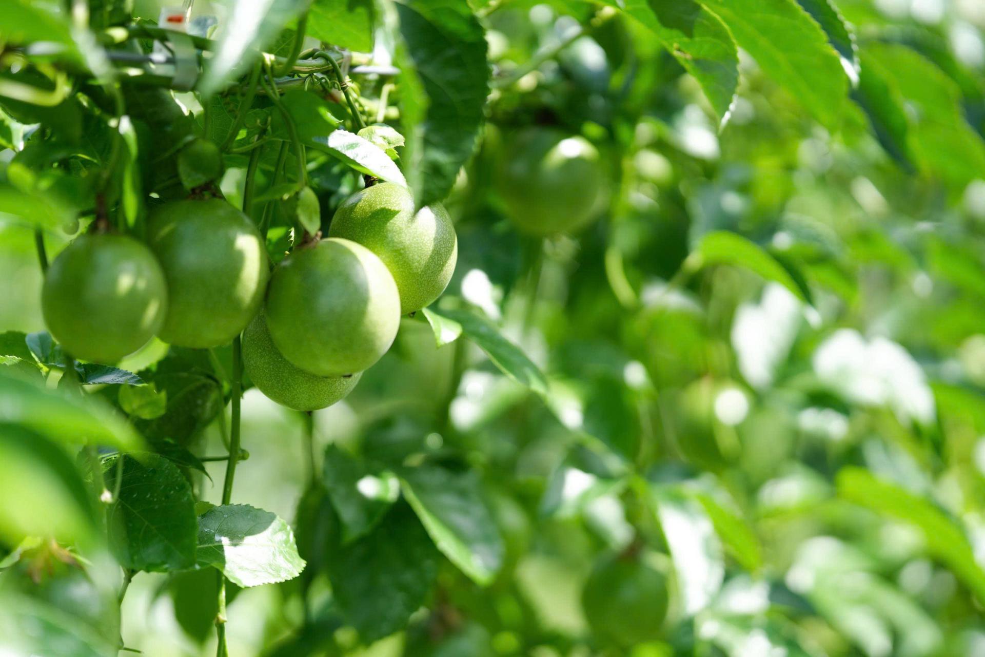 CÔNG TY CỔ PHẦN NÔNG SẢN GIÁ TRỊ