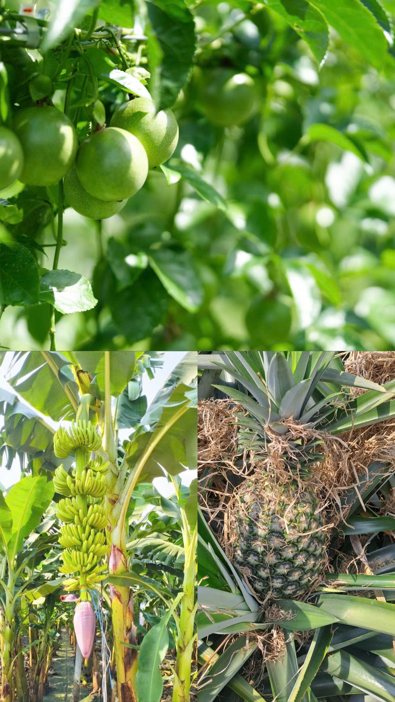 CÔNG TY CỔ PHẦN NÔNG SẢN GIÁ TRỊ