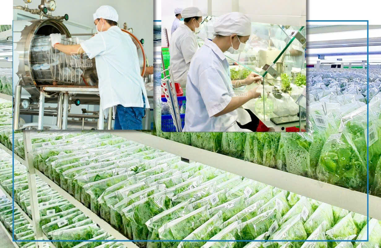 Đặt hàng số lượng lớn